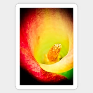 Colorful Calla, macro Sticker